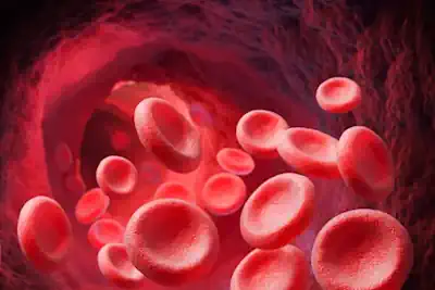 Microscopic view of healthy red blood cells, which carry oxygen throughout the body.